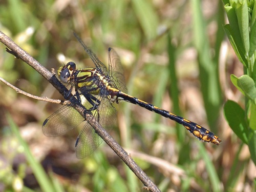 Male
2012_04_07_Rabun_GA_Oconee_SC